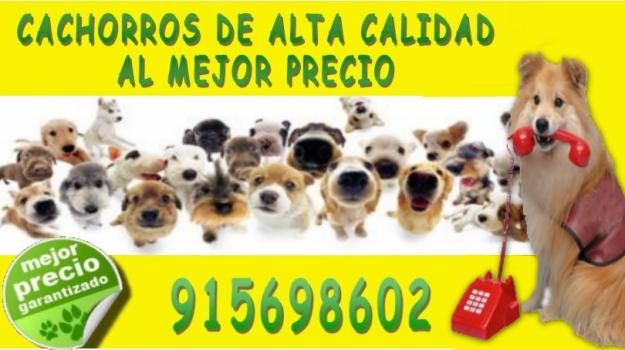 CACHORROS PRECIOSOS PEDIGREE ALTA CALIDAD