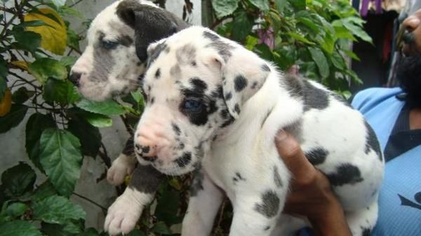 Great Dane cachorros