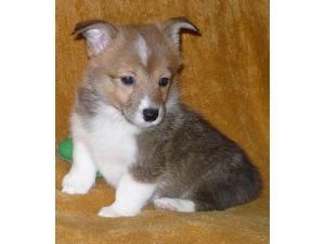 Pembroke Galés Corgis cachorros para Navidad.