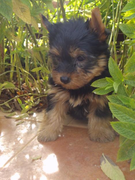 Preciosos Cachorros de Yorkshire, Calidad y garantia