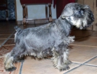 schnauzer miniatura sal y pimienta, cachorros - mejor precio | unprecio.es