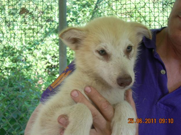 Alaskan Malamute, cachorros en venta.