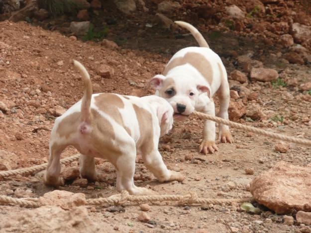 american  de cans d guines ,hijos de aaron de guines,