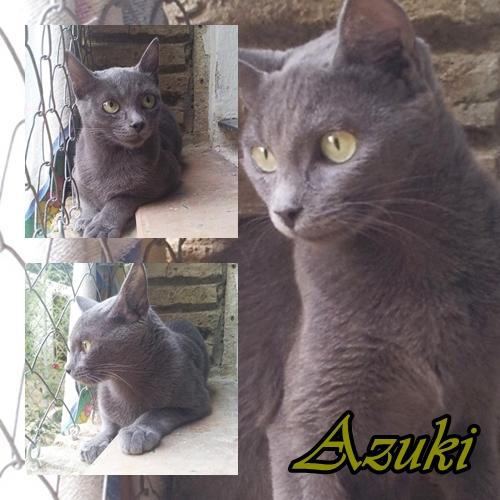 AZUKI. Gatita azul de 8 meses en adopción.