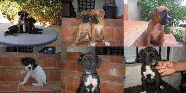 BOXER CACHORROS DISPONIBLES LEONADOS Y ATIGRADOS