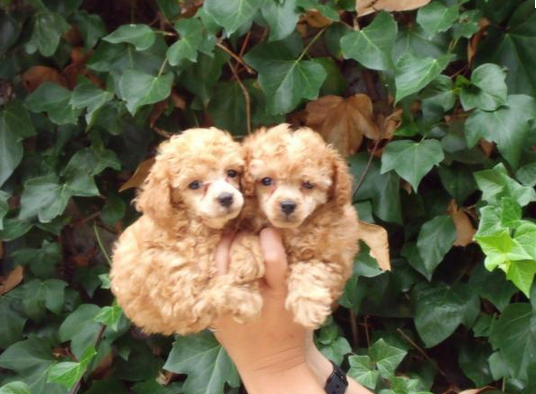 Cachorros de Caniche toy, excelentes