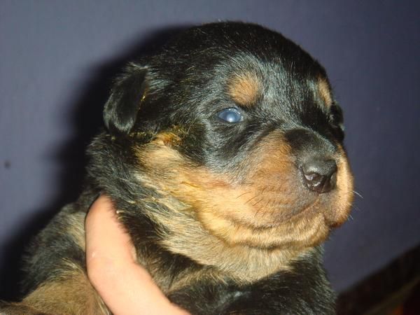 camada de rottweilers