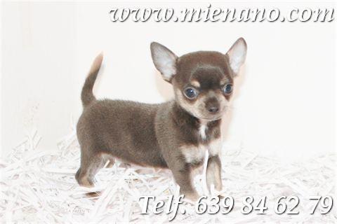 Chihuahuas mini, Un lujo a tu alcance