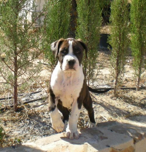 Excelente cachorrita de American Staffordshire animales alicante