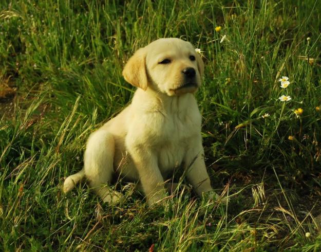 Labrador Retriever inscritos en Loe , color canela y negro , fotos acuales