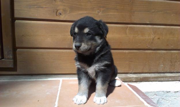 Regalo cachorros de perro.