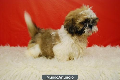 Shih Tzu Preciosos cACHORROS de 1ª Calidad