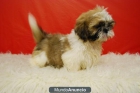 Shih Tzu Preciosos cACHORROS de 1ª Calidad - mejor precio | unprecio.es