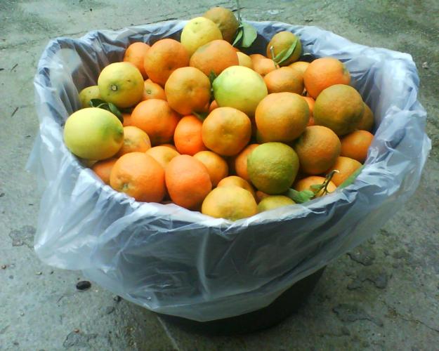 venta de naranjas y mandarinas a muy buen precio