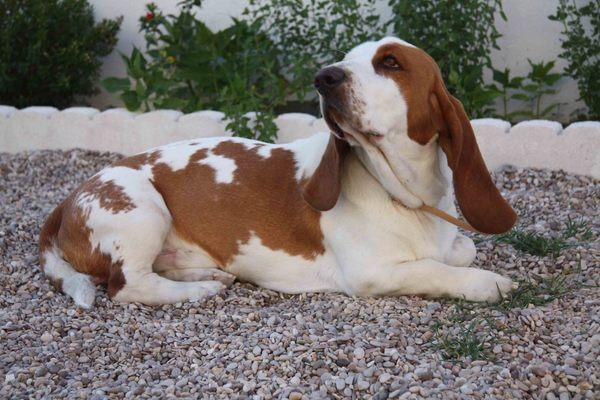 basset hound