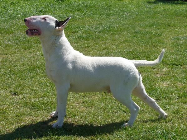 cachorros bull terrier.criador especializado