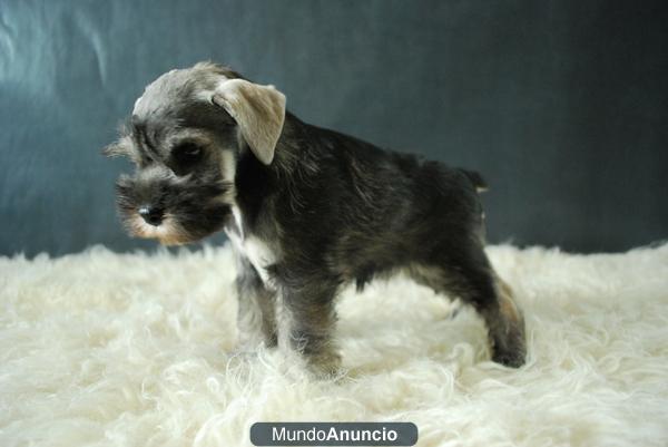 Cachorros de Schnauzer miniatura, negros de primera calidad