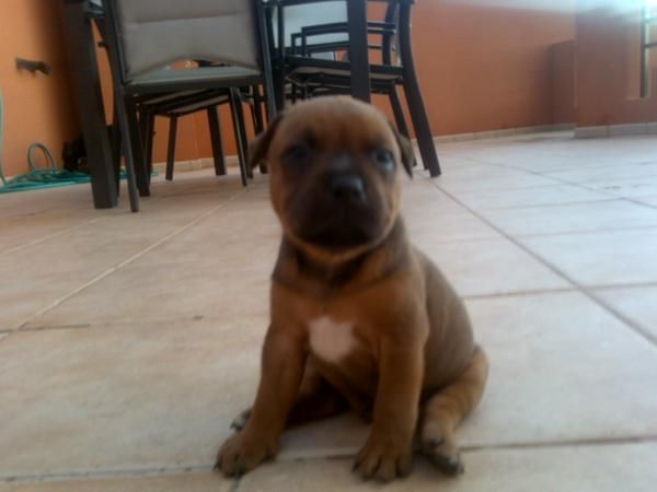 Camada de Staffordshire Bull Terrier