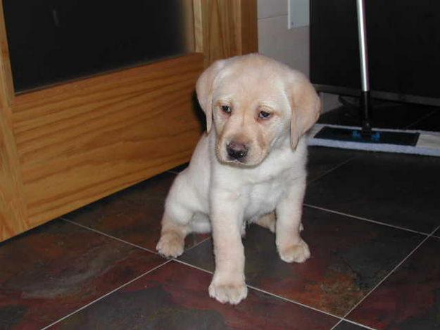 Excelente camada de Labrador Retriever