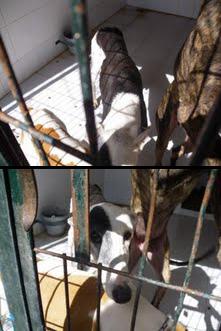 Galgo en perrera, lo sacrificarán si no lo adoptan pronto !!!