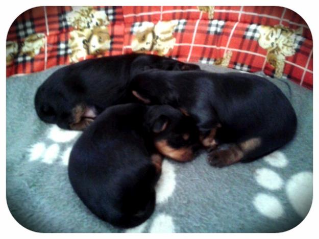 Vendo cachorros Yorkshire