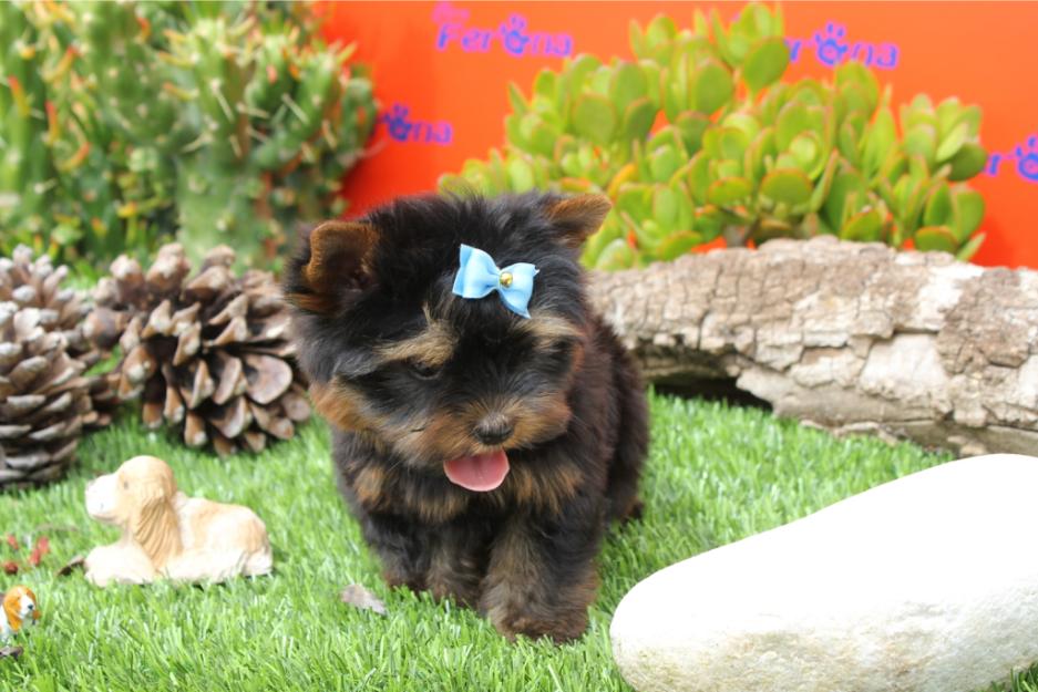 Cachorros de Yorkshire Terrier con garantias