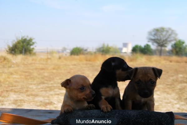 Camadita de mini pinscher , ROJOS¡¡