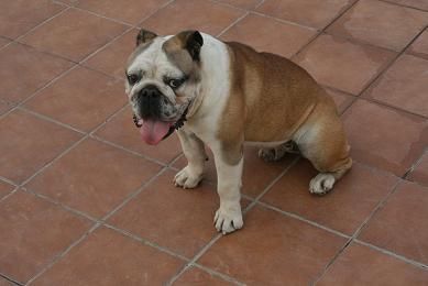 Venta bulldog ingles hembra adulto