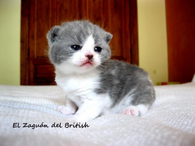 British shorthair 