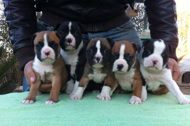 9 cachorritos de american stanford