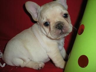 barato cachorros bulldog francés para la Navidad