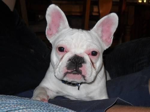 Bulldog francés. Hombre Blanco Nieve en busca de una familia amorosa