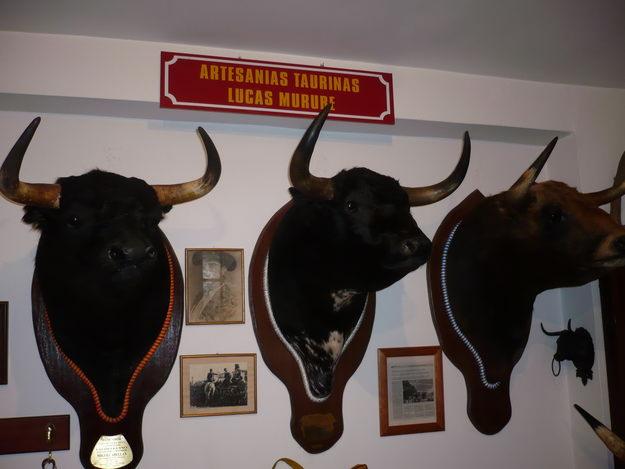 CABEZA DE TORO DISECADA   A  ESTRENAR