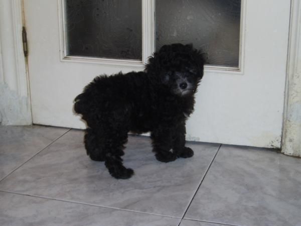 caniche toy hembra negra 275 euros!!