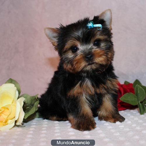 Hermosos cachorros yorkies