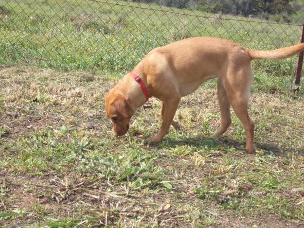 REGALO PERRITA LABRADORA EN SEVILLA