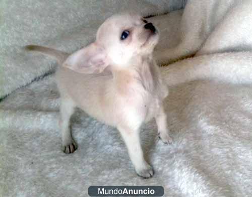 Venta Chihuahuas micro toy enanos micachorrito.com