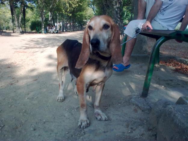 ADOPTA A LOLA