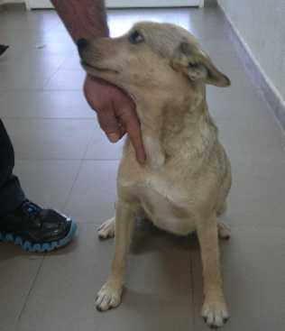 Adopta a Lola