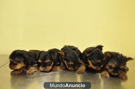 CACHORROS DE YORSHIRE TOY