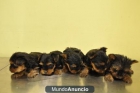 CACHORROS DE YORSHIRE TOY - mejor precio | unprecio.es