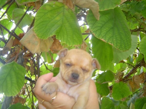 chihuahau tres preciosos cachoritos de particular