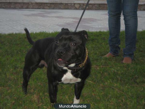 macho staffordshire disponible para montas