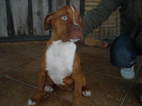 PRECIOSA BOXER HEMBRA DORADA, OJOS VERDE