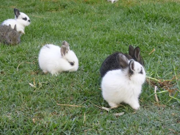 Vendo conejitos de raza rex y californiano