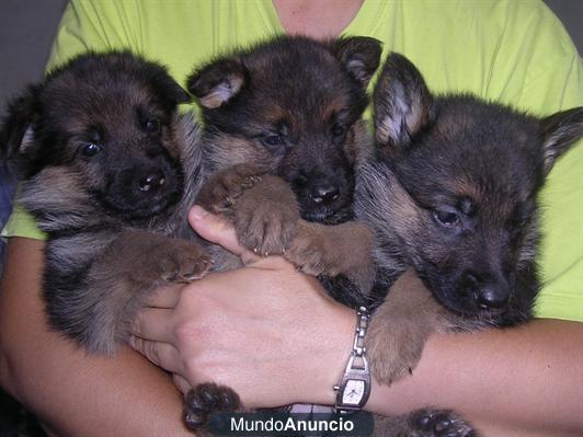 spectacular Cachorros de pastor alemán para 0