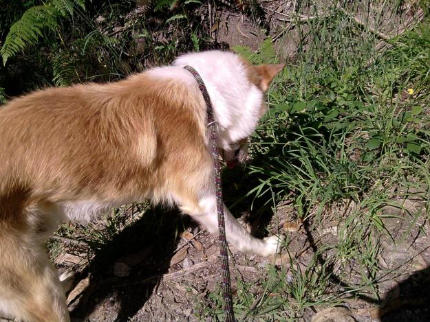 perro joven tamaño grande