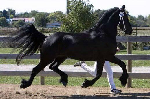 Sueño caballo frison