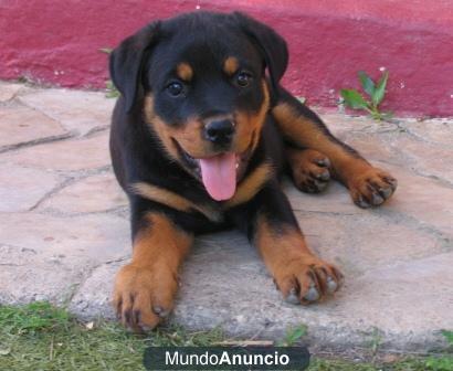 cachorros de rottweiler