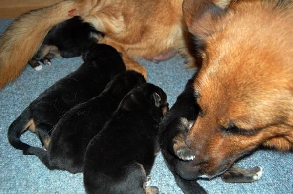 CACHORROS PASTOR ALEMAN CON PEDIGRI